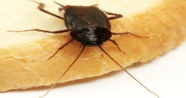 Sydney Pest Control: Identifying and Eliminating Bed Bug Hiding Spots