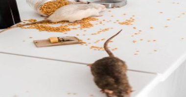 Rat Troubles? Pest Control Solutions That Work