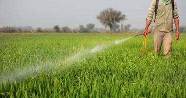 Efficient and Eco-Friendly Bedbug Control in Sydney